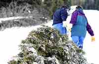 Whether you chop down your own Christmas tree or buy one at a local lot, a few simple tips will keep that conifer safely fresh in your home