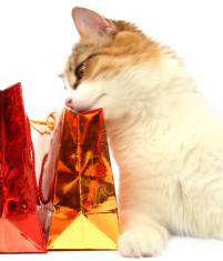 Cat Product Trends for 2010