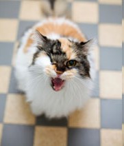 Common Cat Health Myths - Debunked!