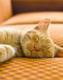 Creative Cat-hair Removers