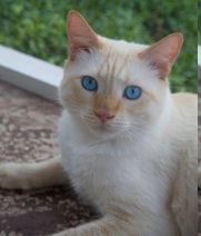 Is Feline Diabetes Becoming An Epidemic?