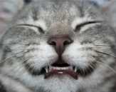 Protect Your Cat's Teeth From Disease