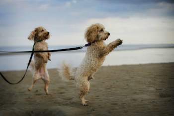 Big Fun for Little Dogs