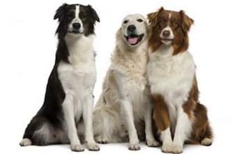DNA Testing Your Dog