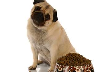 Do Dogs Need Vitamin Supplements?