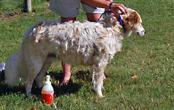 Preventing Fleas -- Naturally