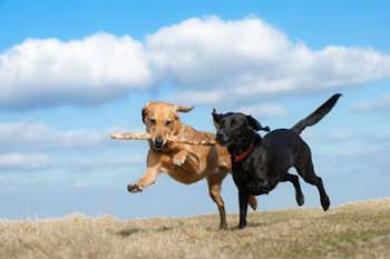 Know Your Dog Park Etiquette