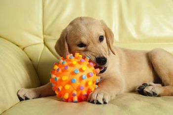 Picking Safe Puppy Toys