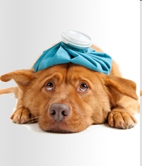 Signs of Illness in Your Dog