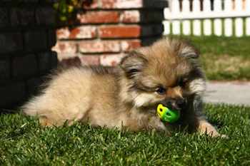 Why Your Dog Needs DHA