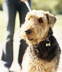 Exercise With Your Dog to Prevent Obesity