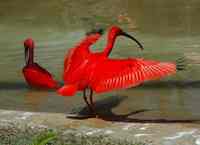 These Scarlet Ibises live in Graeme Hall Nature Sanctuary on the Caribbean island of Barbados, a stopping off place for 200 species of migrating birds on their way south.