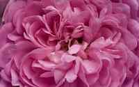 Great Maiden's Blush, and exceptionally fragrant heirloom rose cultivated for hundreds of years. 
