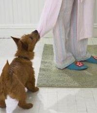 Health Clues in Your Dog's Behavior
