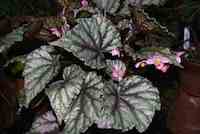 Home Decor - Old School Stalwart Houseplant: The Begonia