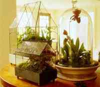 Home Decor - Indoor Botanical Exoticism: Wardian Case Terrarium. In a chance discovery in 1829, Dr. Nathaniel Ward found that certain plants can thrive in glass cases, leading to advances in botany and an interest in the object we know as the terrarium.
