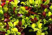Gardening - Grow Salads All Through Winter with Microgreens. Among the many virtues of microgreens is the ease with which they can be grown on a countertop or windowsill