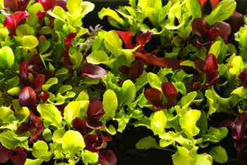 Gardening - Grow Salads All Through Winter with Microgreens. Among the many virtues of microgreens is the ease with which they can be grown on a countertop or windowsill