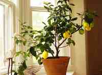 Growing citrus tree indoors is easier than you might think, even in northern climes. All you need to do is follow a few ground rules