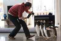 Jim Carrey   in Mr. Popper's Penguins