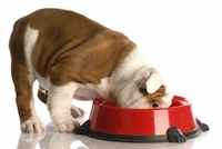 Most manufactured pet foods are made with preservatives such as sulfites, which are not good for overall health