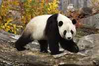 Panda at the National Zoo in Washington, D.C.