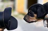 Pets | Pets, Pet Care, Pet Lovers. Dogs & Cats. Pet Tips, Trends & Articles Pets | Pets, Pet Care, Pet Lovers. Dogs & Cats. Pet Tips, Trends & Articles