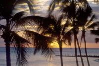 Sun sets through the palms of Waikiki Beach, Oahu