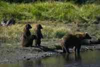 Alaska Bear Camp Taking the Kids to Alaska and Meeting Some Bears
