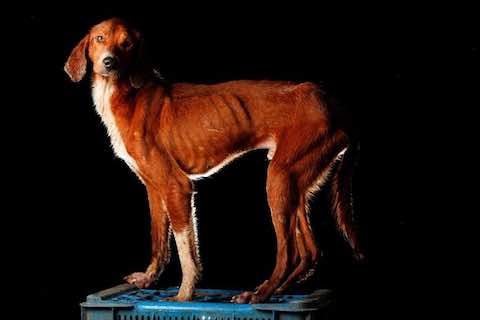 Abandoning emaciated dogs in Venezuela