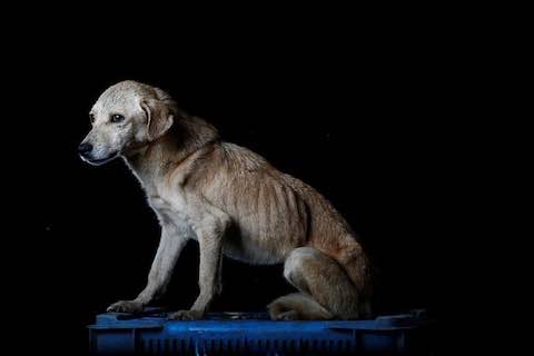 Abandoning emaciated dogs in Venezuela