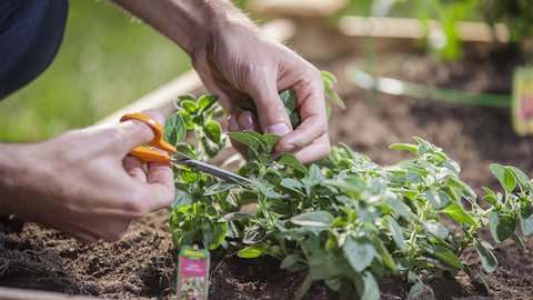 6 Steps to Grow a Garden Anywhere