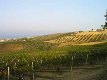 Abruzzo Italy's Forgotten Region - Abruzzo vines and olive trees