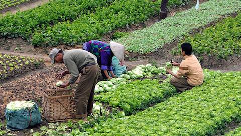 Agriculture Must Be Central to Climate Deal 