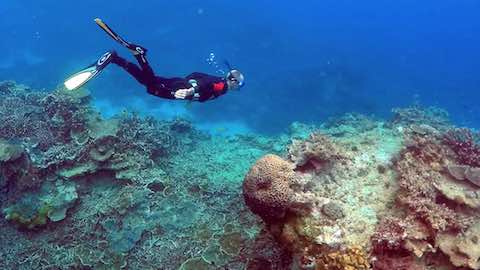 Australia's Great Barrier Reef Suffers Extreme Coral Die-Off