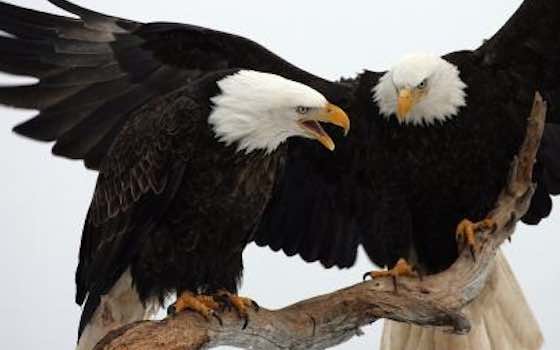 Bald Eagles Nesting In New York City For First Time In 100 Years
