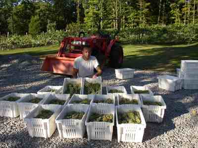 Paul Deninno proudly sits with a recent harvest of his organic grapes used at Basha Kill Vineyards