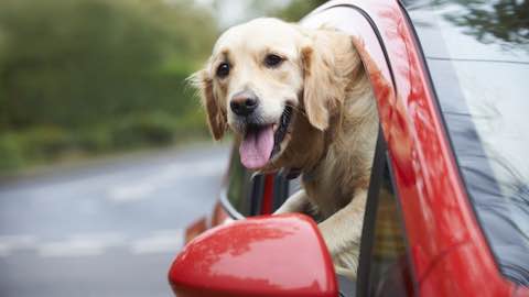 The Best Cars for Dog Owners