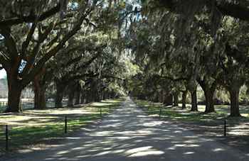 Looking like a movie set from 'Gone With the Wind,' this row of oaks draped with Spanish moss were planted in 1743 at Boone Hall Plantation outside of Charleston