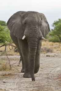 Getting up-close and personal with an Elephant, Chief's Camp, Moremi Game Reserve, Okavango Delta