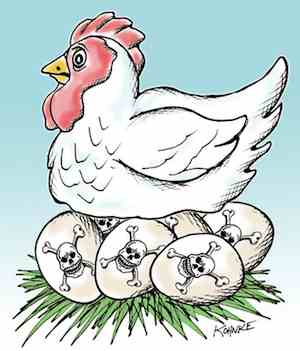 salmonella poisoning and the egg recall