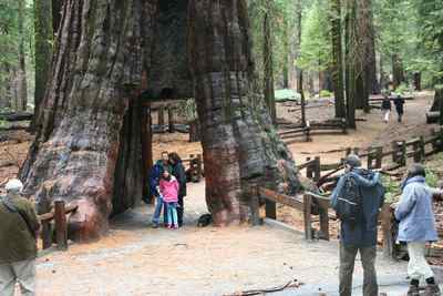 California Tunnel Tree Mariposa Grove Yosemite National Park