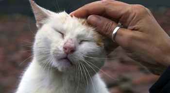 15-Minute Cat Massage