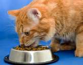 Benefits of DHA for Your Growing Kitten