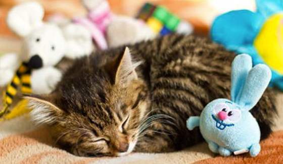 Determine Your Cat's Toy Preferences