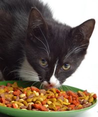Is Your 'Natural' Cat Food Truly Natural?