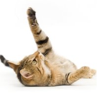 Not so Stupid Pet Tricks for Cats