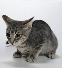 Signs of a Stressed-out Cat