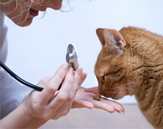 Veterinary Trend: Cat-only Clinics