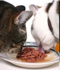 Whet Your Cat's Appetite With Wet Cat Food